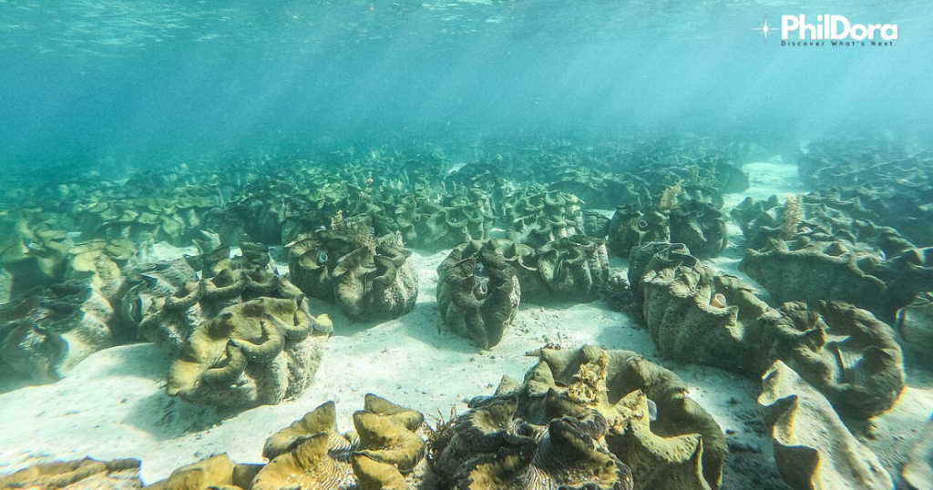 Giant Clam Sanctuary Bolinao